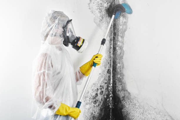 Best Post-Construction Mold Inspection  in New Mford, IL