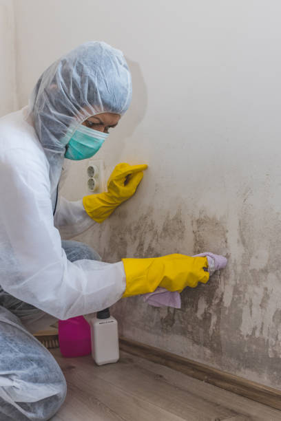 Best Commercial Mold Inspection  in New Mford, IL