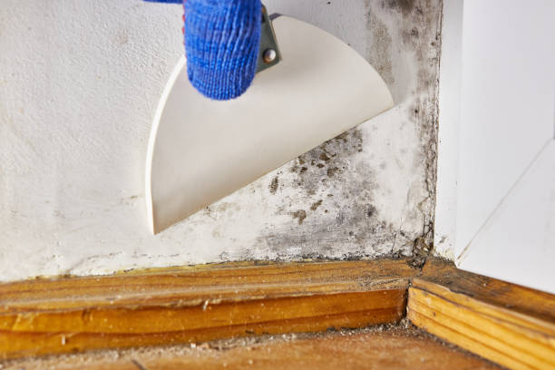 Best Attic Mold Removal  in New Mford, IL