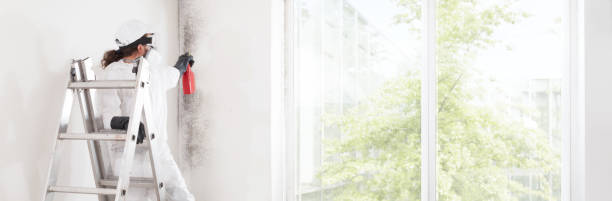 Best Emergency Mold Remediation  in New Mford, IL
